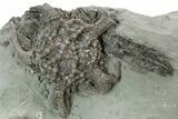 Fossil Crinoid Plate (Nine Species) - Crawfordsville, Indiana #231996-2